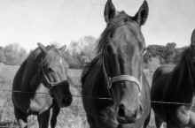 1995_Isanti_397.jpg (4240158 bytes)