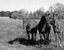 1995_Isanti_398.jpg (2420093 bytes)