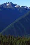 1990-07 Hurricane Ridge.jpg (155869 bytes)