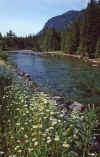 1990-08 Glacier NP X004.jpg (276756 bytes)