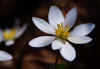 Bloodroot 3.jpg (96232 bytes)