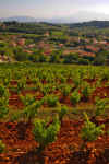 Chateauneuf_17.JPG (288063 bytes)