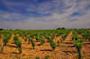 Chateauneuf_26.jpg (240776 bytes)