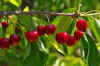 Cherry_Orchard_04.JPG (128438 bytes)