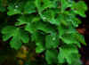 Columbine1.JPG (180693 bytes)
