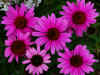 Cone FLower 1.JPG (261846 bytes)