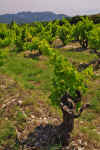 Cotes_du_Rhone_06.JPG (328928 bytes)