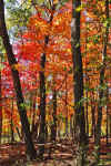 Fall_Color_Tamarack_05.JPG (518703 bytes)