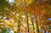 Fall_Color_Tamarack_11.JPG (603212 bytes)