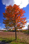 Fall_Color_Tamarack_12.JPG (328541 bytes)