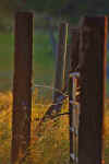 Fence_Posts_1.JPG (136688 bytes)