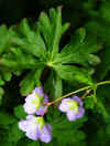 Geraniums02.JPG (131574 bytes)