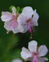 Geraniums 1.JPG (101692 bytes)
