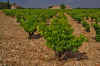 Head_Trained_Vines_2.JPG (308629 bytes)