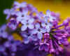 Lilacs03.JPG (91605 bytes)