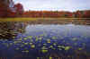 Lily_Pond_1.JPG (277471 bytes)
