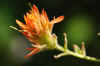Penn_Hike_02_Paintbrush.JPG (101697 bytes)