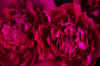 Peony 2.JPG (124728 bytes)