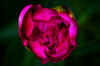 Peony 3.JPG (100874 bytes)