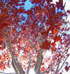 red tree 3.jpg (408170 bytes)