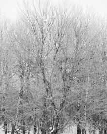 PC260437.jpg (12828471 bytes)