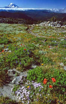1996-09 Goat Rocks BkPk w Jeanne Steve 28-2.jpg (1439476 bytes)