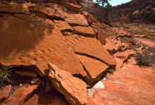 2001-04 Utah Trip 034 Canyon on Cedar Mesa Dino Tracks.jpg (616909 bytes)