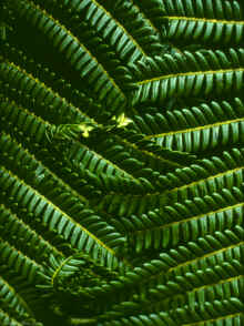 20090725_untitled_Hawaii Ferns.jpg (1638746 bytes)