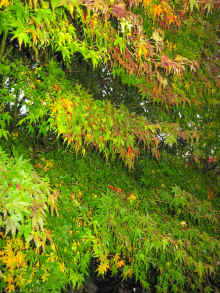 20091023_Jims_SD1100_IMG_1272.jpg (644644 bytes)