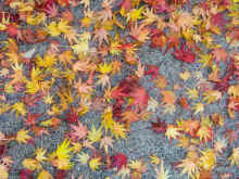 20091023_Jims_SD1100_IMG_1277.jpg (519372 bytes)