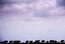 WT2400_1800_Kenya_034_210-07.jpg (3726309 bytes)