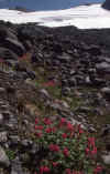 1984-032 Glacier Pk Aug-1984 03 Monkey Flower Near Camp.jpg (184391 bytes)