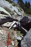 1987-031 Iron Cap Mtn Jul 1987 003.jpg (303936 bytes)