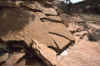 2001 Utah Trip 007 Cedar Mesa Dino Tracks.jpg (208668 bytes)