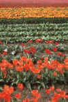 Apr-1986 LaConner Tulips 01.jpg (288968 bytes)