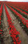 Apr-1986 LaConner Tulips 04.jpg (213306 bytes)