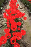 Apr-1986 LaConner Tulips 05.jpg (169357 bytes)