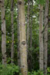 Aspens.JPG (240247 bytes)