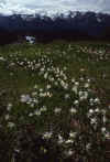 Bailey Trav 057 Aug-1989 Avalanche Lilies Dodger Pt.jpg (200982 bytes)