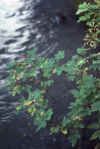 C Rockies 040 Sep-1981 Wild Roses.jpg (122446 bytes)