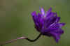 Camas Blossom.JPG (55078 bytes)