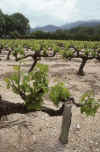 France 97 Gigondas Vines.jpg (309297 bytes)
