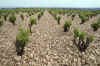 France 97 Stony Vineyard.jpg (332849 bytes)
