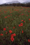 France 99 Poppies and Hills.jpg (198015 bytes)