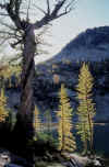 Larches Entiat Mtns 2.jpg (203063 bytes)