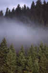 Misty Trees Seattle 1990.jpg (176229 bytes)