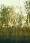 Morning Aspens.JPG (249105 bytes)