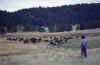 Phyllis at Custer St Park South Dakota Summer 1983.jpg (144995 bytes)