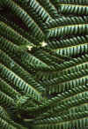 WT 001-21 Hawaii Ferns.jpg (152523 bytes)