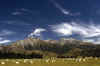 WT 037-34 New Zealand.jpg (100799 bytes)